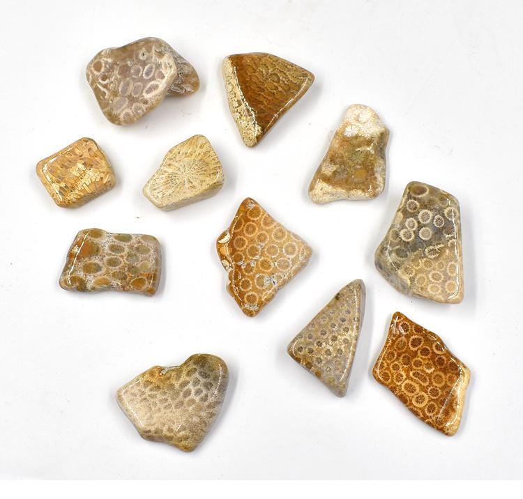 Top Grade Quality 100% Natural Fossil Coral Oval Shape Cabochon Loose Gemstone For Making Jewelry