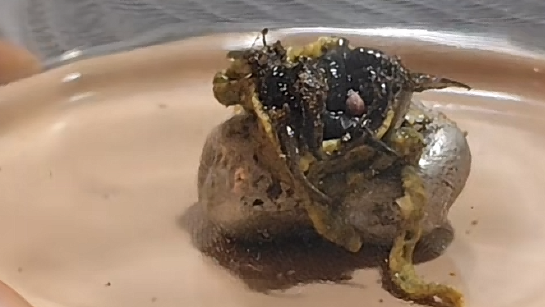 The Panama Meteorite Truth: A Clickbait Hoax vs. Real Evidence for Extraterrestrial Life